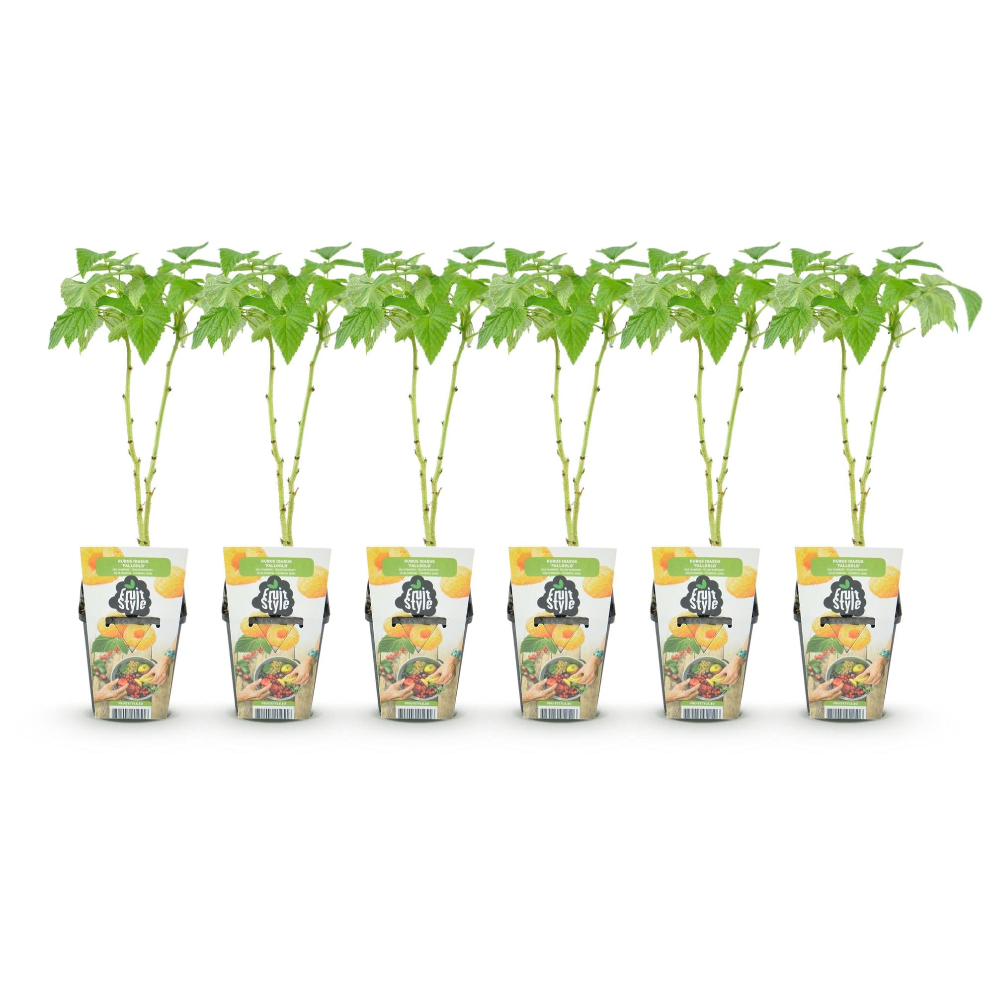 Framboos - Rubus idaeus Fallgold - Winterhard - 6 Planten - Pot 9 cm - Gele Framboos