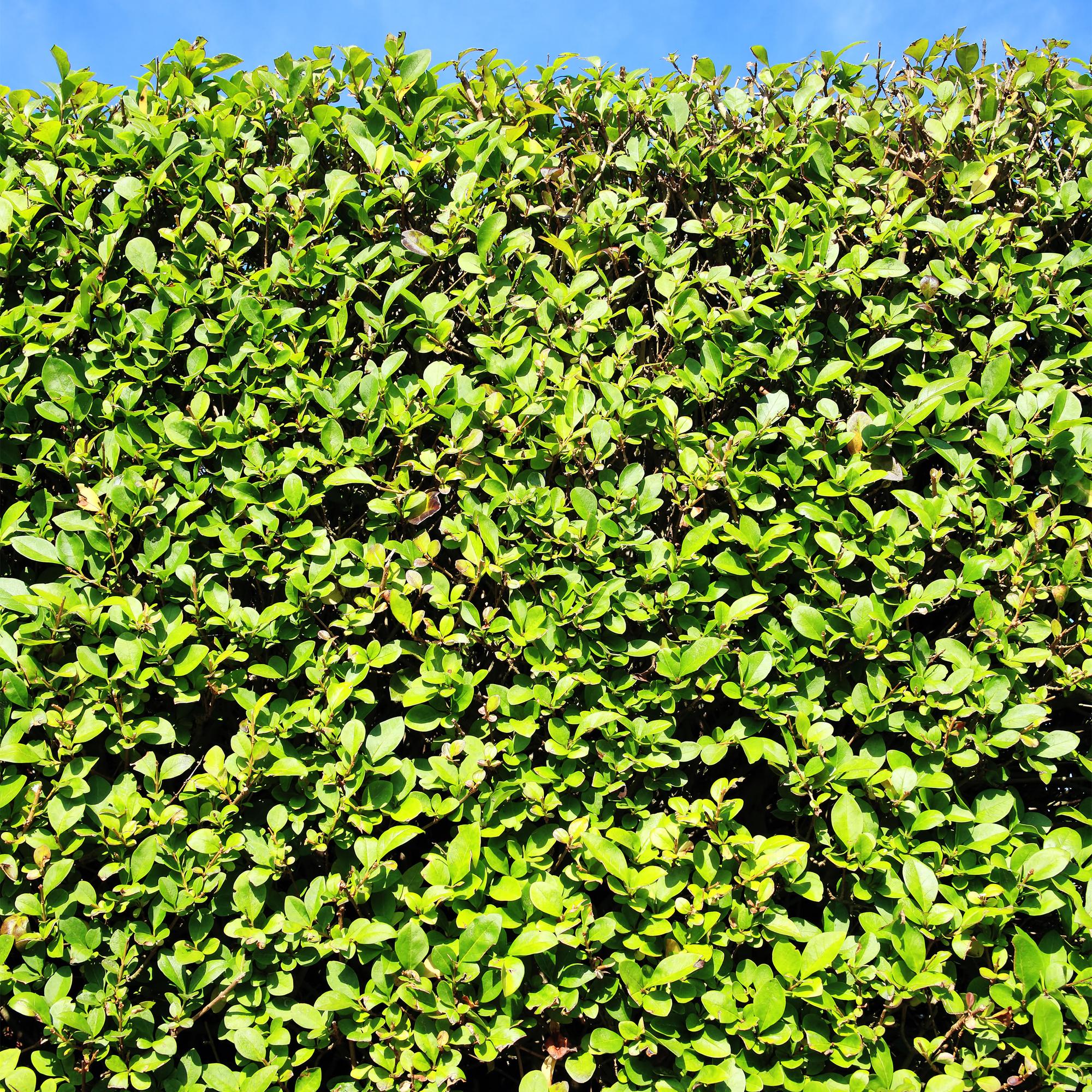 Ligustrum ovalifolium -  blad groen - 6 planten - 1 strekkende meter - groenblijvend - pot 17cm hoogte 55cm
