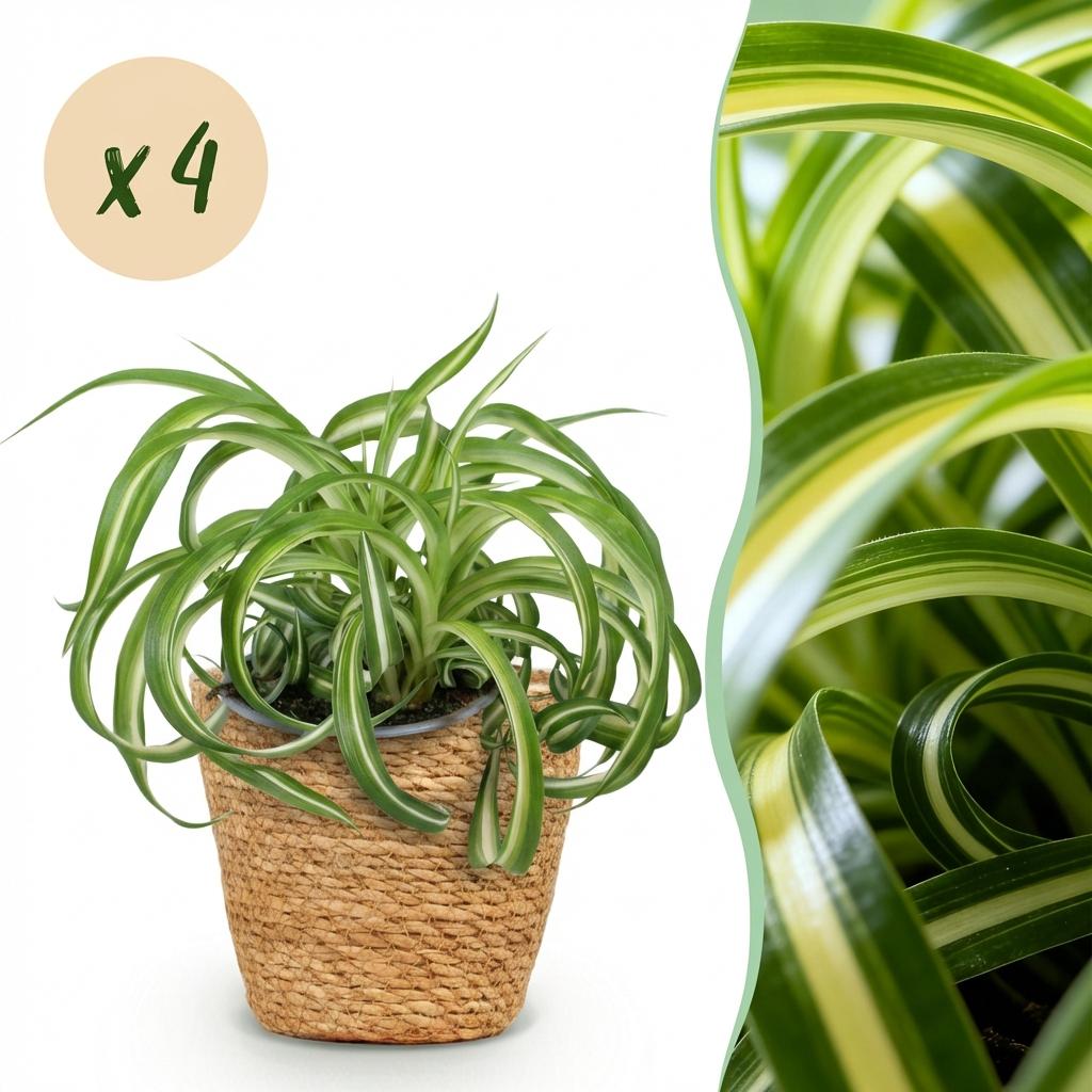 Chlorophytum comosum Bonnie - Krullende Graslelie - Huisdiervriendelijke Plant - 4 Planten - met Mand - Pot 12cm - Hoogte 20cm