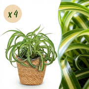 Chlorophytum comosum Bonnie - Krullende Graslelie - Huisdiervriendelijke Plant - 4 Planten - met Mand - Pot 12cm - Hoogte 20cm