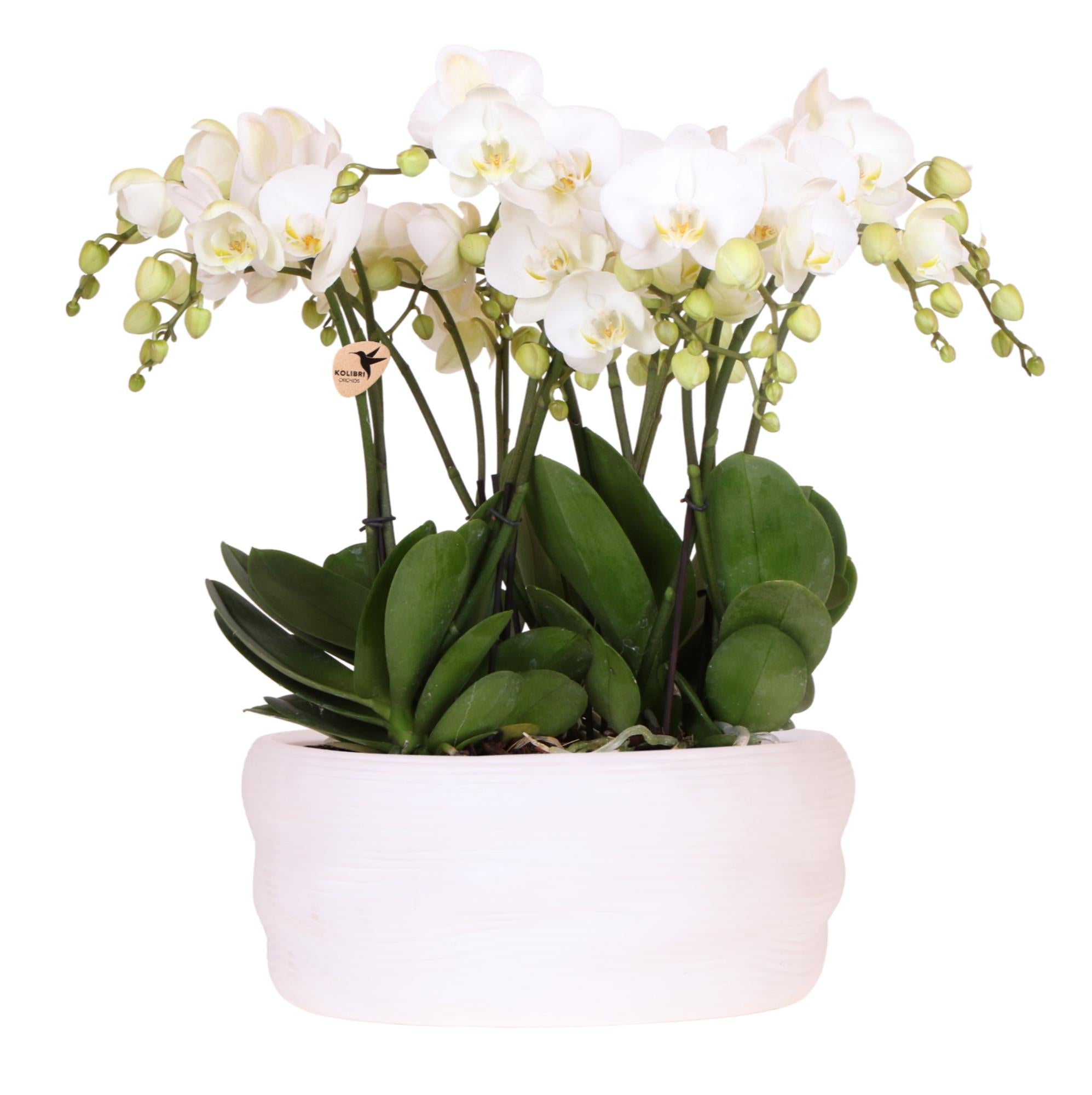 Kolibri-Orchideen | Weißes Orchideen-Set in Como-Schale inkl. Wasserreservoir | Drei weiße Gent-Orchideen (12 cm) | Mono Bouquet weiß mit integriertem Wasserreservoir