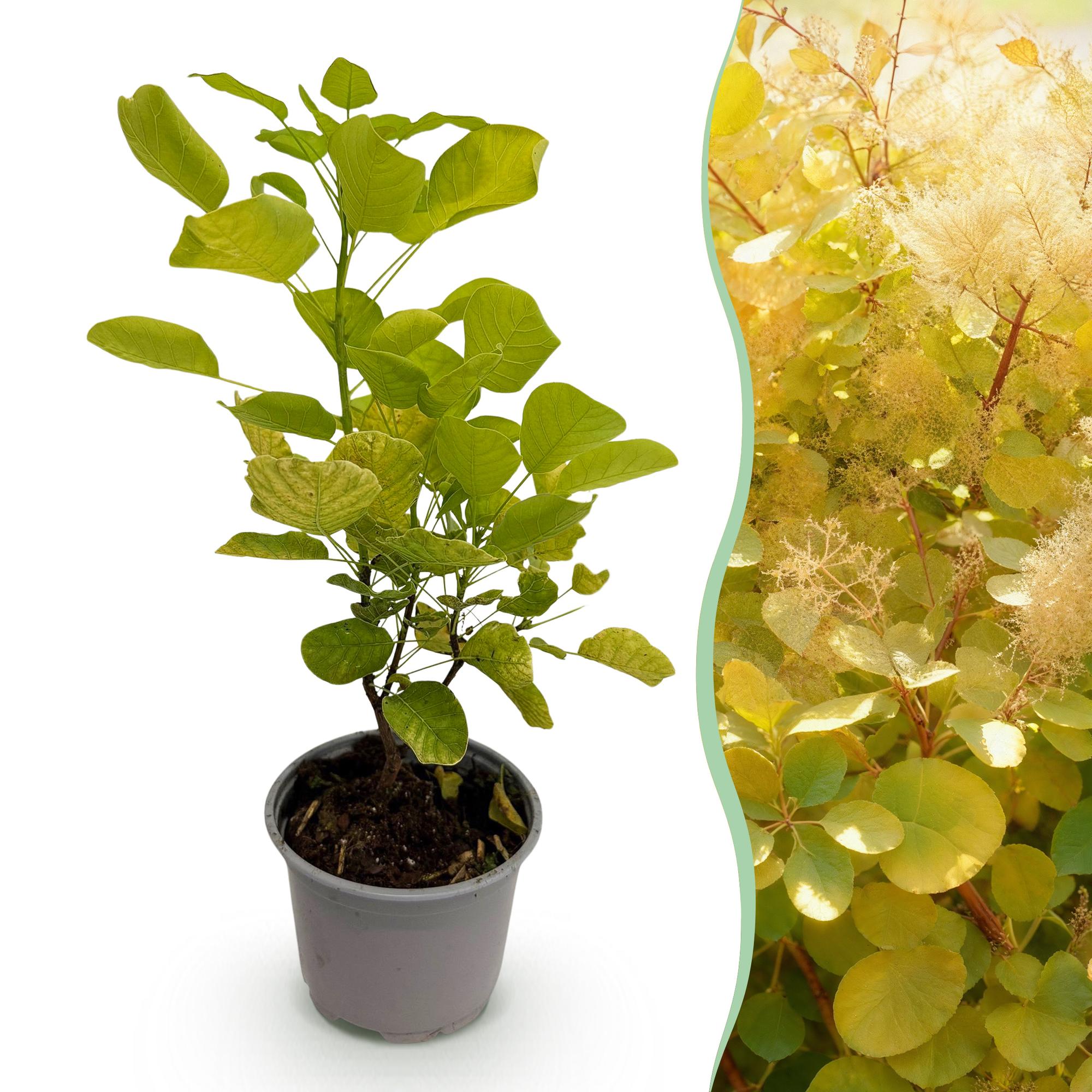 Cotinus coggyria Golden Spirit - Geel - 1 Plant - Bladverliezend - Weinig Onderhoud - Pot 12cm Hoogte 35cm