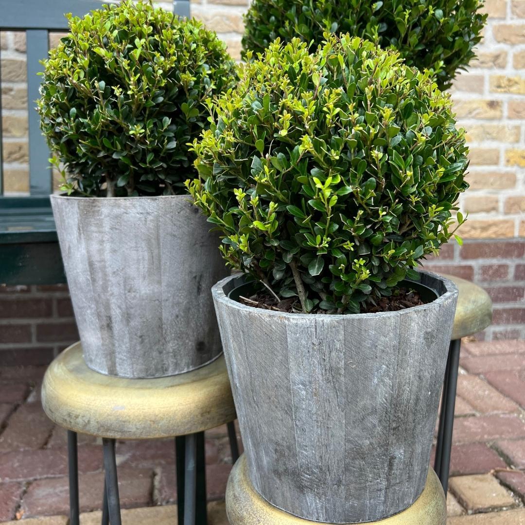 2x Ilex crenata 'Jenny' Kugelblumen im Holztopf | 2er-Set | 20 cm Ø Durchmesser