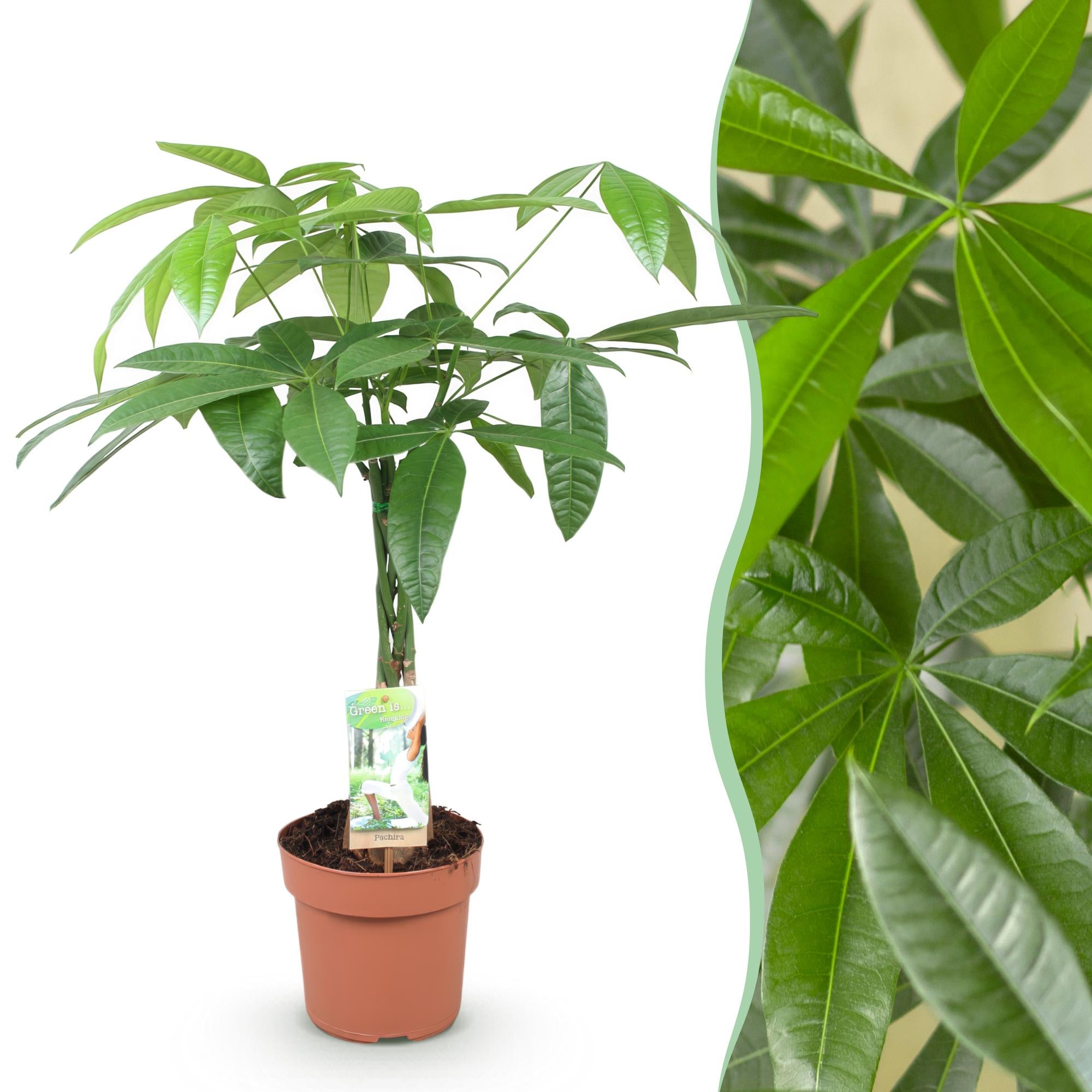 Pachira Aquatica gevlochten stam - Geldboom - Pot 17cm - Hoogte 60-70cm