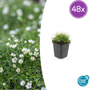 48x Sagina subulata - ↕10-25cm - Ø9cm