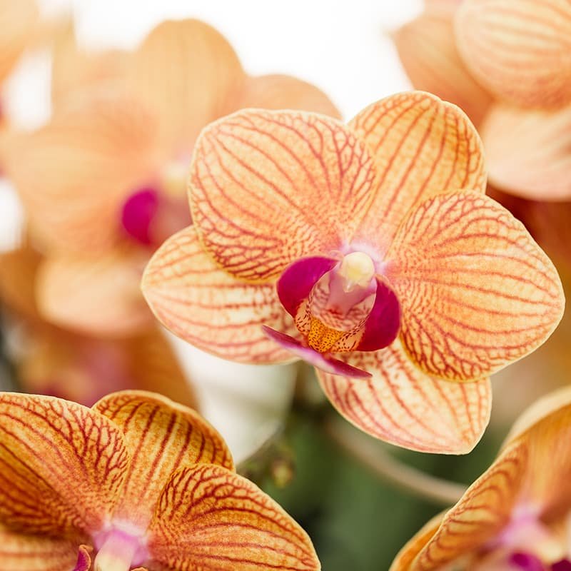 Kolibri Orchids | Oranje Jamaica orchidee + Horizon sierpot geel – potmaat Ø9cm