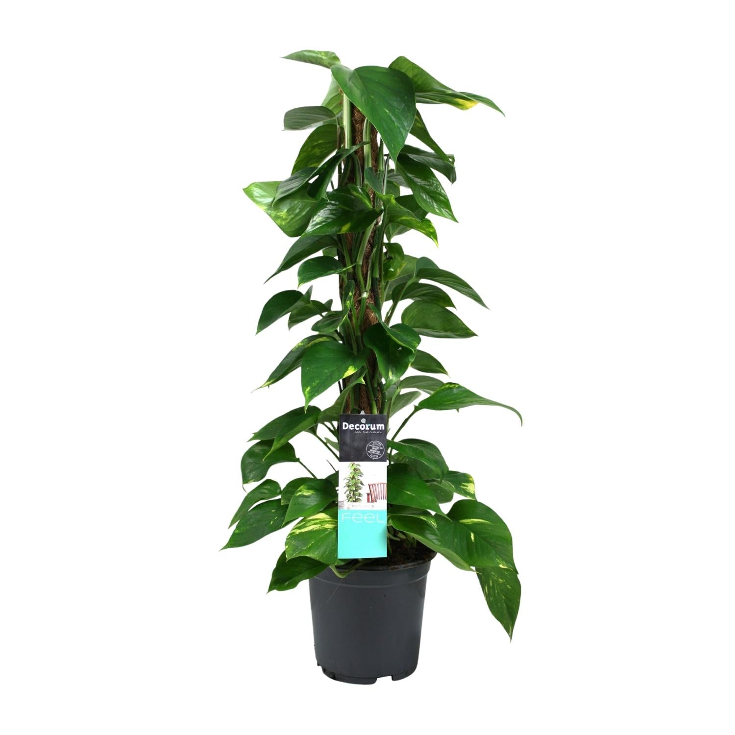 Scindapsus (Epipremnum) - Ø19 cm - ↕80 cm