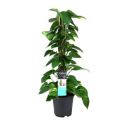 Scindapsus (Epipremnum) - Ø19 cm - ↕80 cm