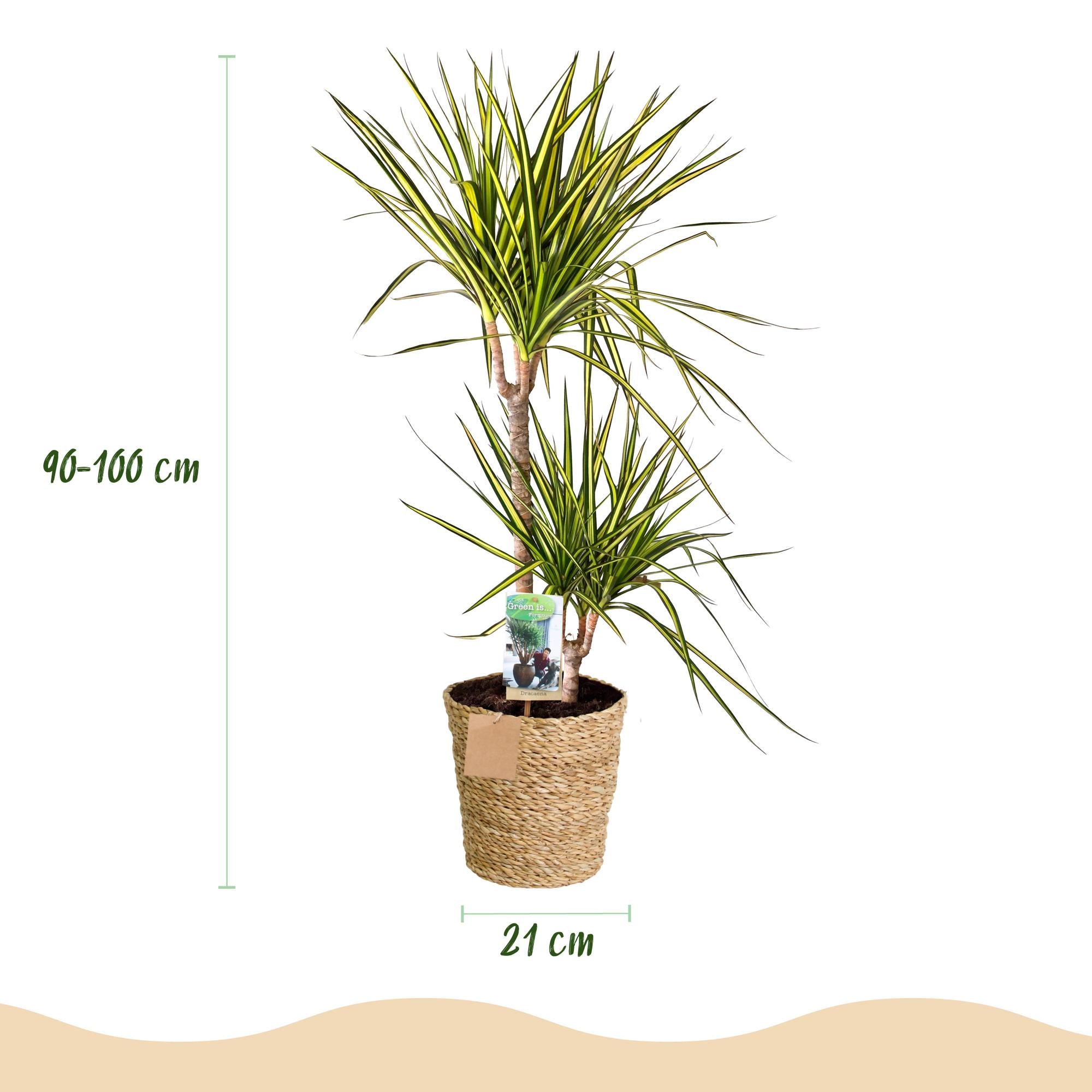 Dracaena Sunray - Drakenbloedboom - Weinig onderhoud - met mand - Groen - 1 Plant - Pot 21cm - Hoogte 90-100cm