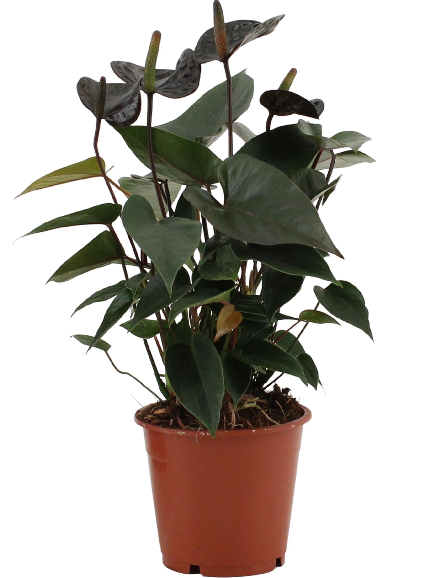 Anthurium Black Love in custodia trasparente - Ø12cm - ↕36cm
