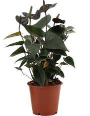 Anthurium Black Love in custodia trasparente - Ø12cm - ↕36cm