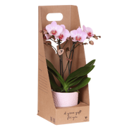 Kolibri Orchids | Roze Antwerp orchidee cadeauset - incl. giftbox, orchidee & sierpot - Ø9cm