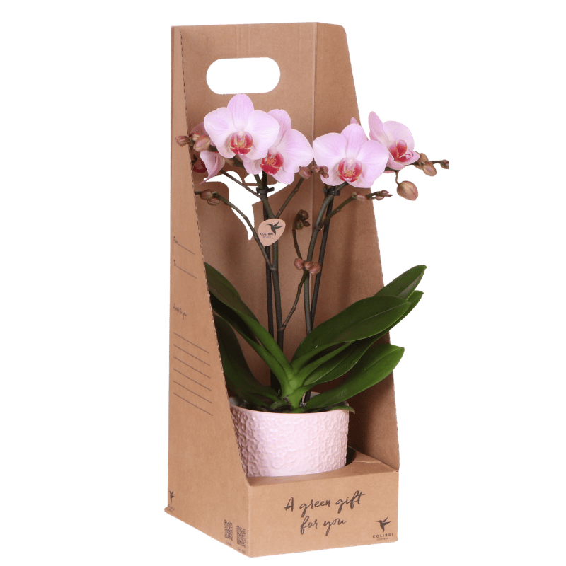 Kolibri Orchids | Roze Antwerp orchidee cadeauset - incl. giftbox, orchidee & sierpot - Ø9cm