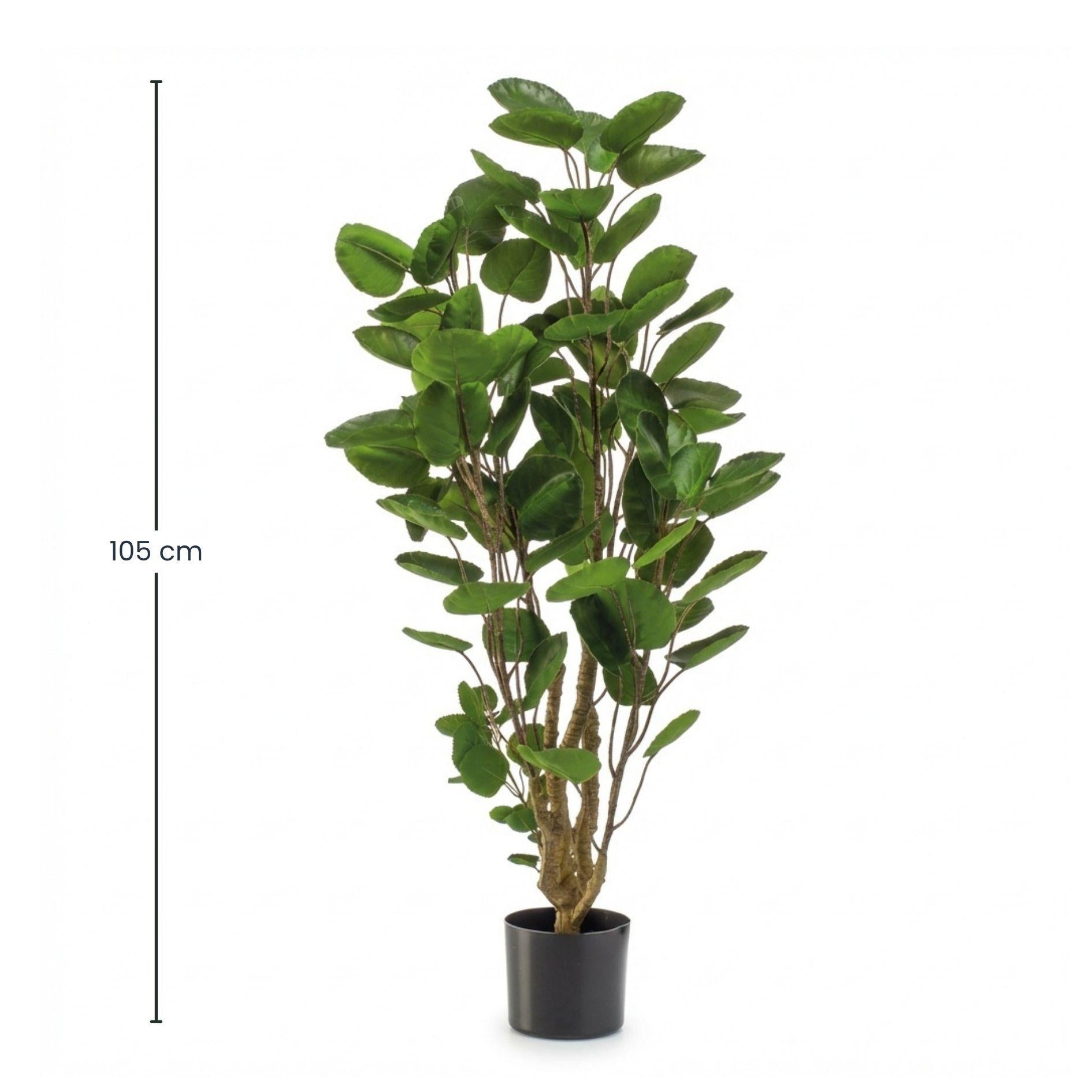 Polyscias-Baum - 105 cm - Künstliche Pflanze