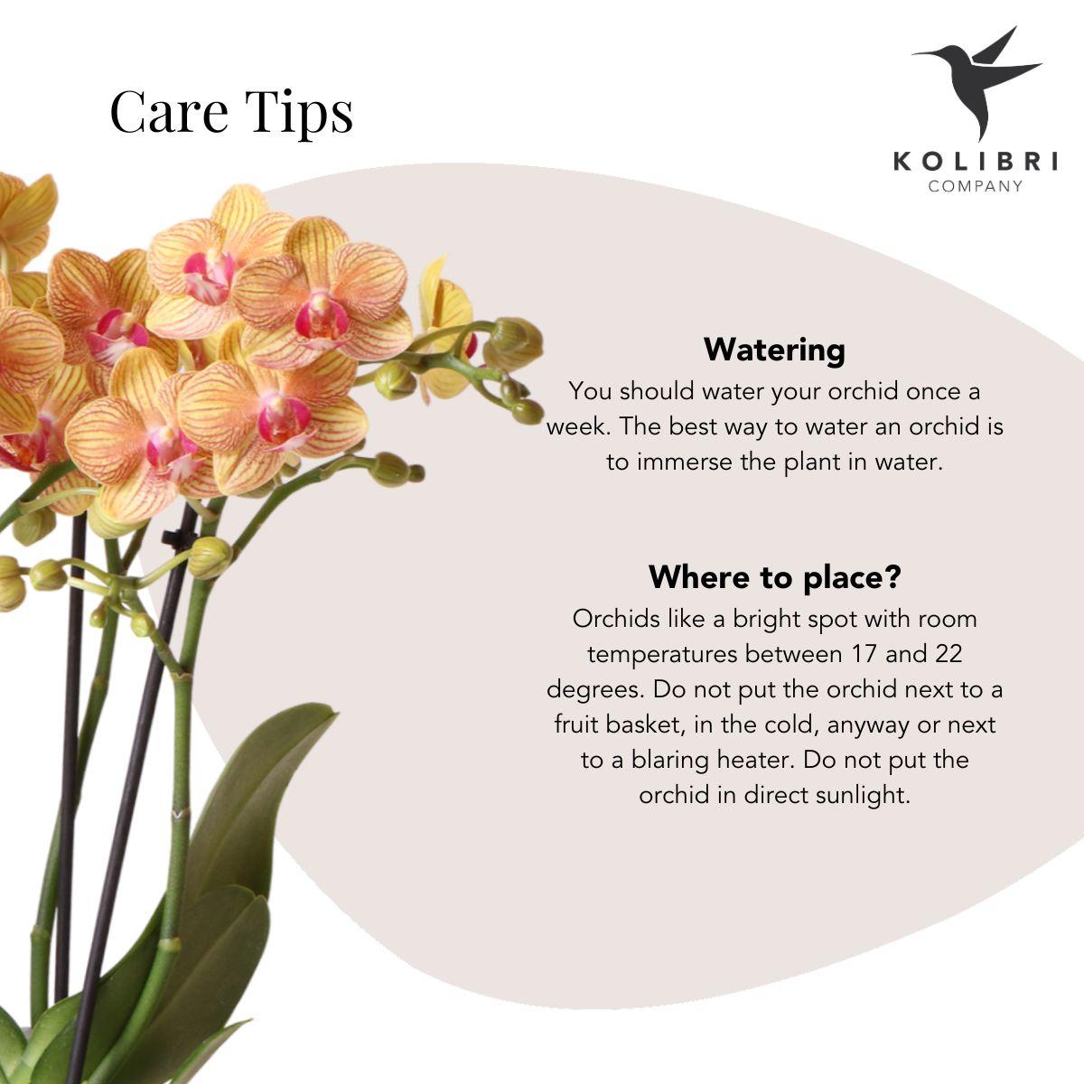 Kolibri Orchids | Gift set Optimism small peach | Green plant with orange Phalaenopsis orchid in candy decorative pots on white organic tray