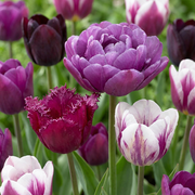48x Tulipa Blueberry mix - Bloembollen - Bosbes mix tulp - Diversen - Voorjaarsbloeier - Bolmaat 11/12