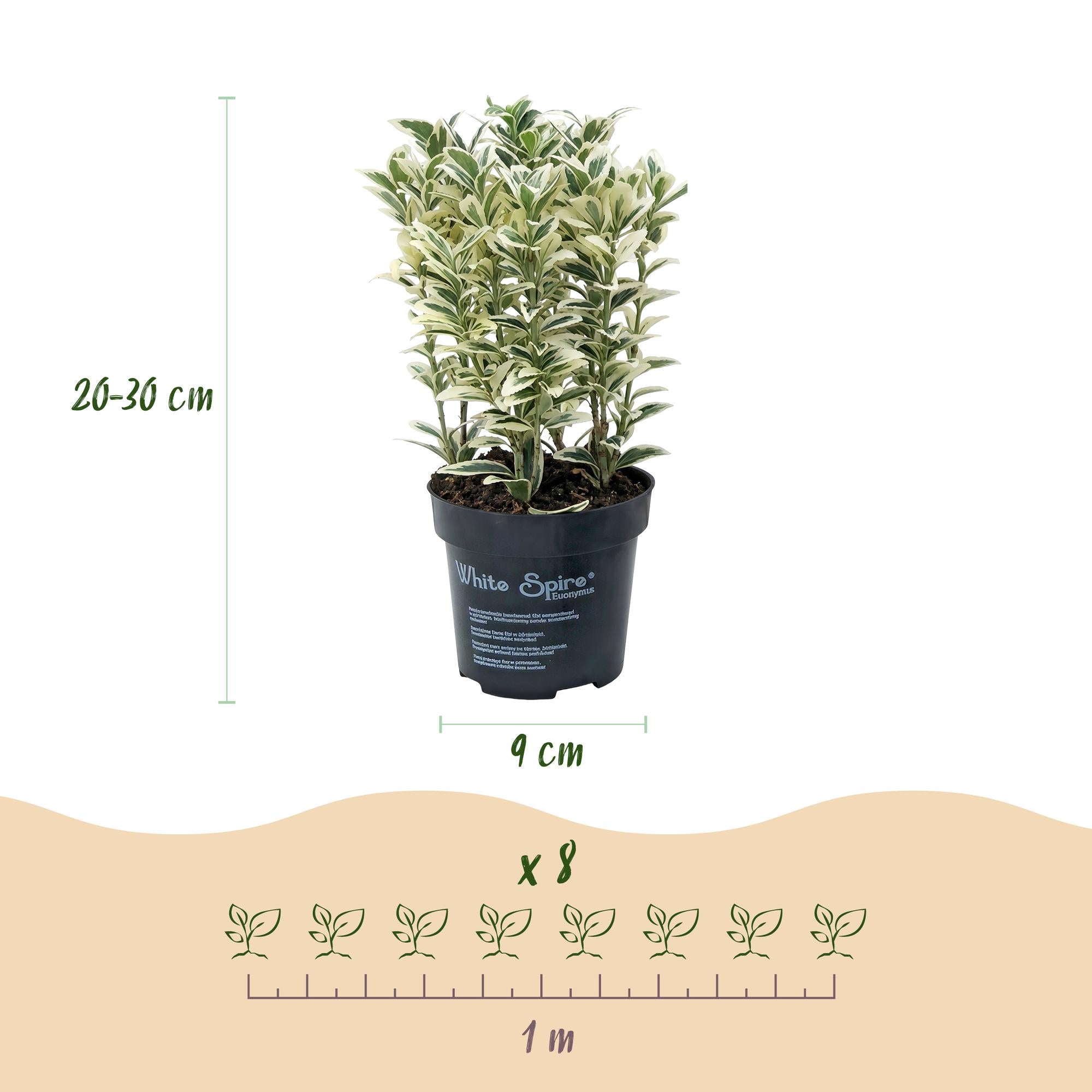 Euonymus japonicus White Spire - Kardinaalsmuts 24x - Haagplanten - Groenblijvend - Wit - Groen - Pot 9cm - Hoogte 20-30cm