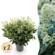 Skimmia japonica Finchy - Bloem Wit - 40+ Bloemen - 2 Plant - Winterhard - Pot 19cm Hoogte 60cm