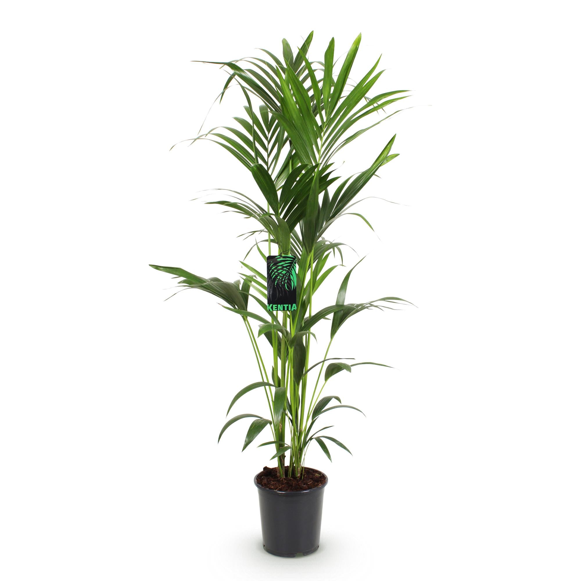 Howea Forsteriana - Kentia Palm - Weinig Onderhoud - Groen - 1 plant - Pot 24cm - Hoogte 140-150cm