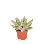 Kolibri Greens | Vetplant Echeveria Miranda - Ø6cm