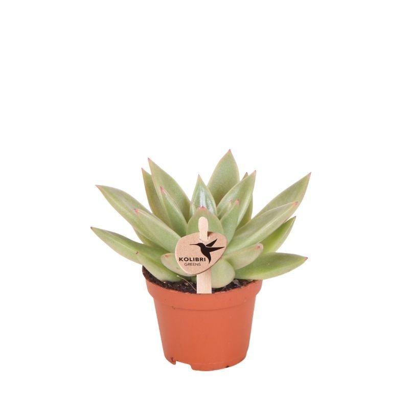 Kolibri Greens | Vetplant Echeveria Miranda - Ø6cm