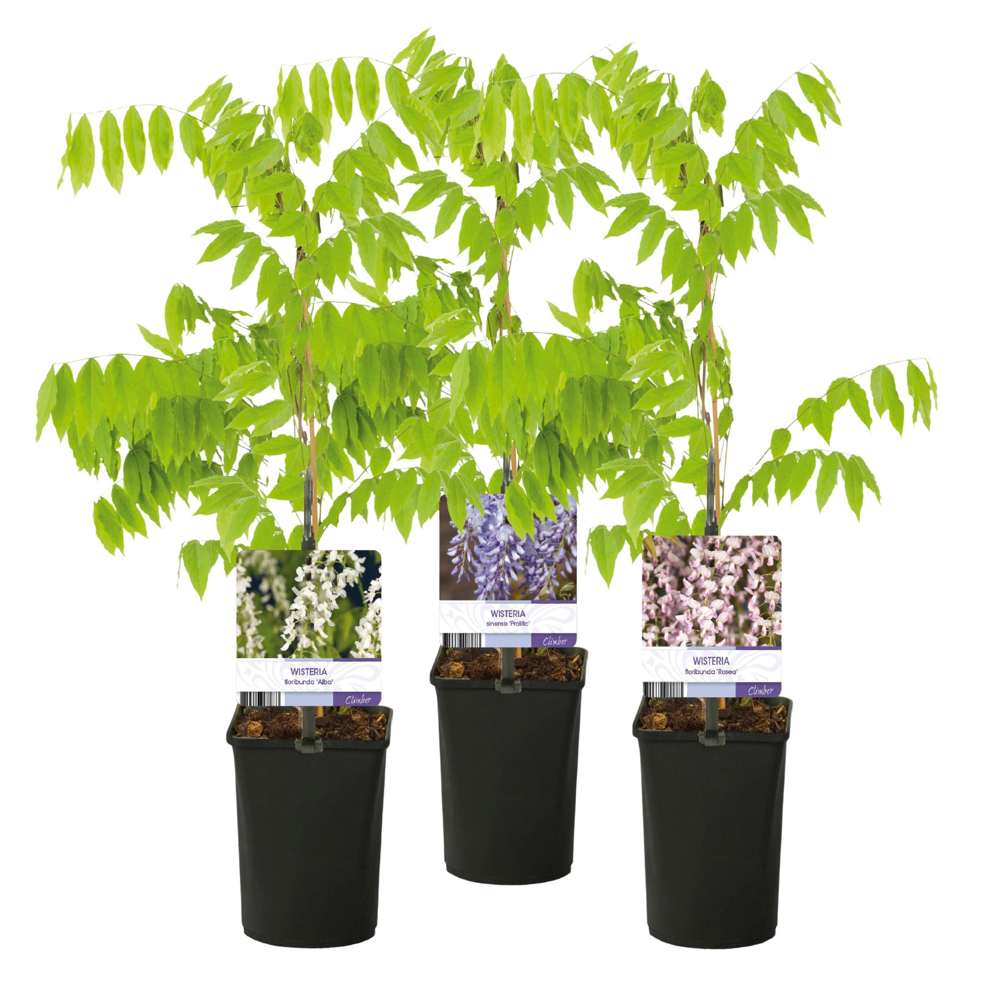 Green boutiQ - Glicine - Floribunda Tricolore - Fiori Blu Rosa Bianco - 3 piante - Vaso 11cm Altezza 40cm