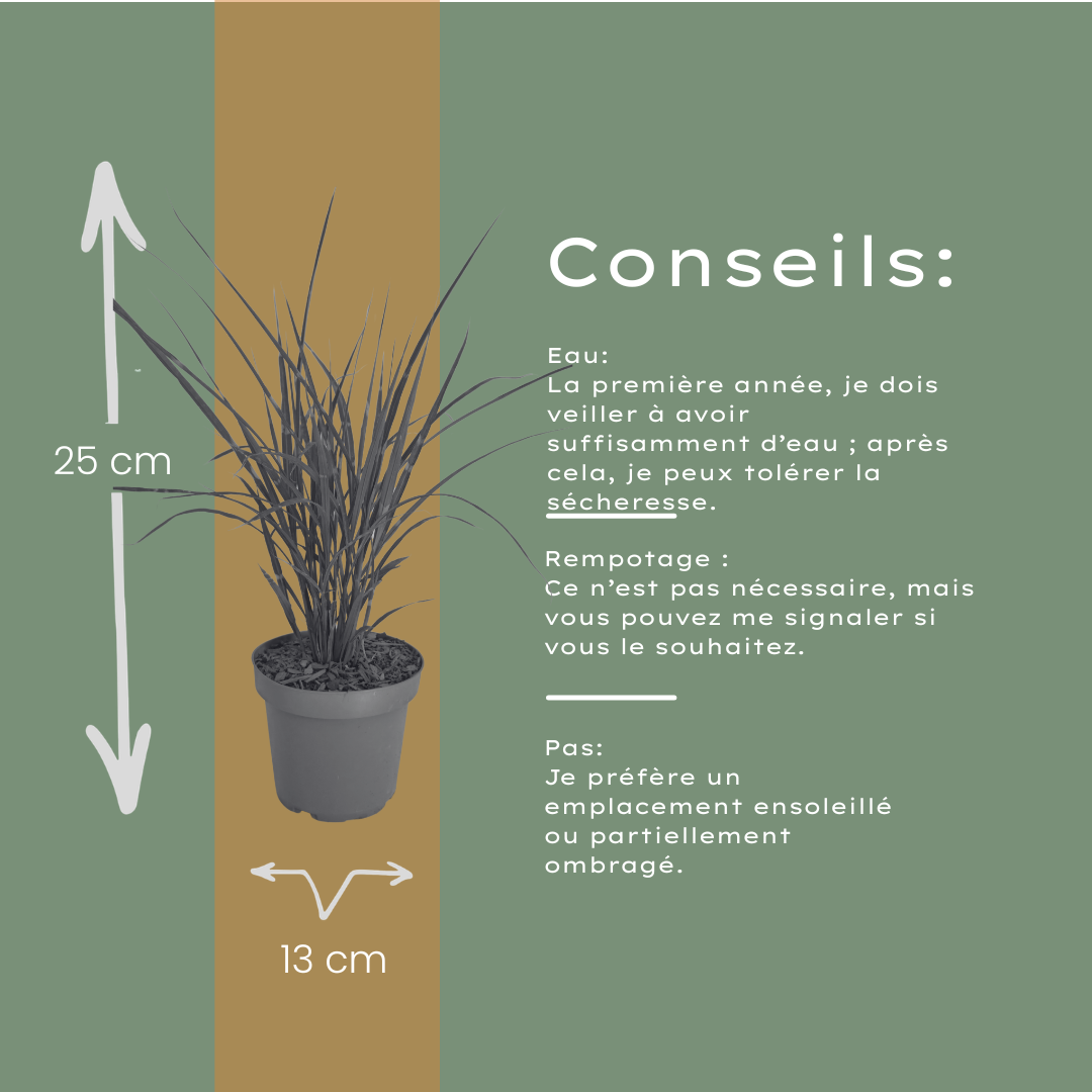 6x Miscanthus sinensis ‘Zebrinus’ – Opvallend zebragras met decoratief gestreept blad | Potmaat 12 cm