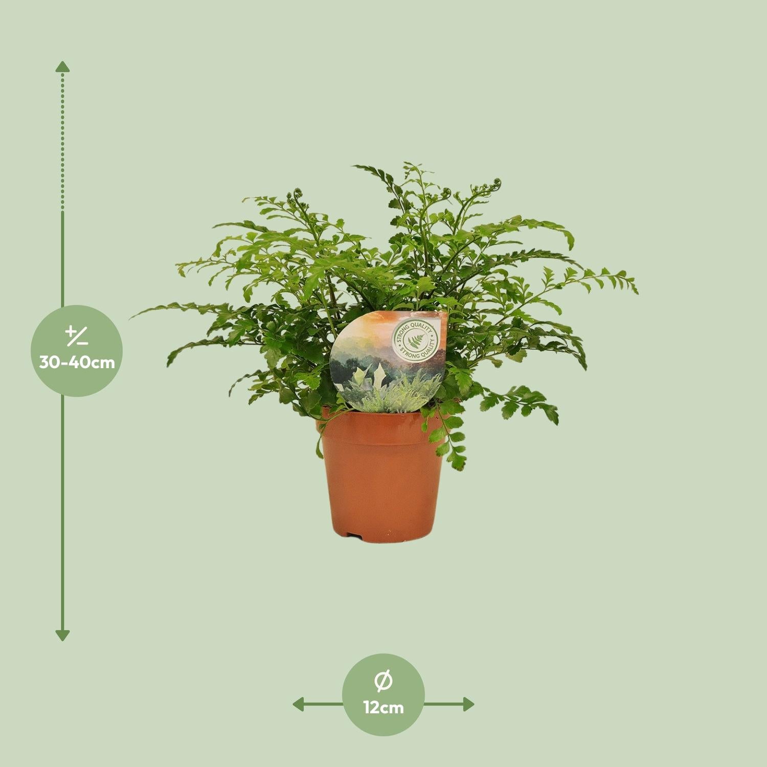 Asplenio Parvati - Ø12cm - ↕35cm