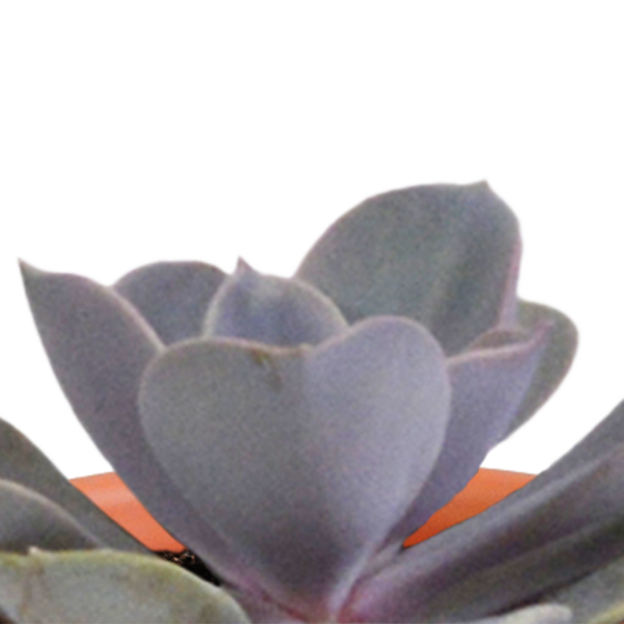Mix di cactus e piante grasse 5,5 cm | 15 pezzi - in vaso messicano