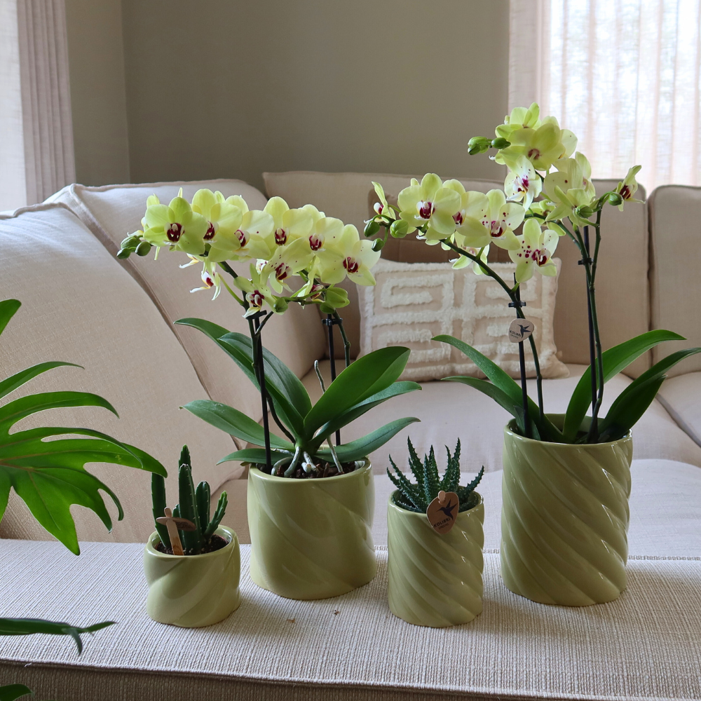 Kolibri Home | Candy sierpot - Green - Ø9cm