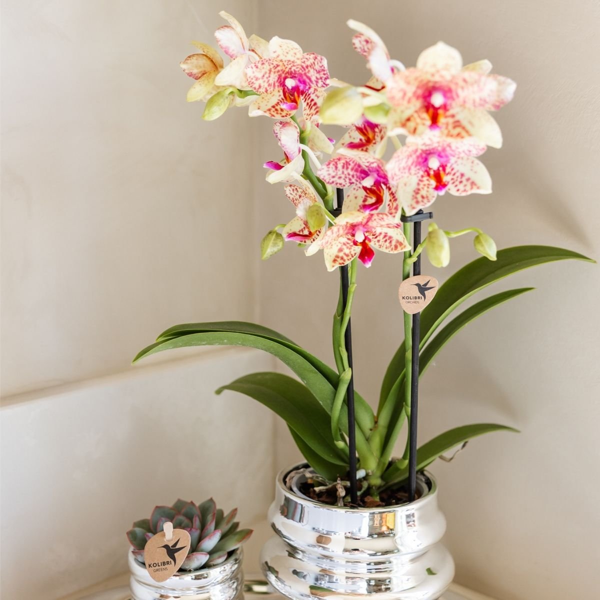 Kolibri Orchids | Combi Deal - 4 Oranje-Gele Phalaenopsis Orchideeën Mineral Grosseto - Ø9 cm