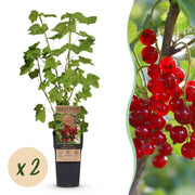 Ribes rubrum Jonkheer van Tets - Bessenplant - Winterhard - Rode Bes - 2 Planten - Pot 15cm - Hoogte 50cm
