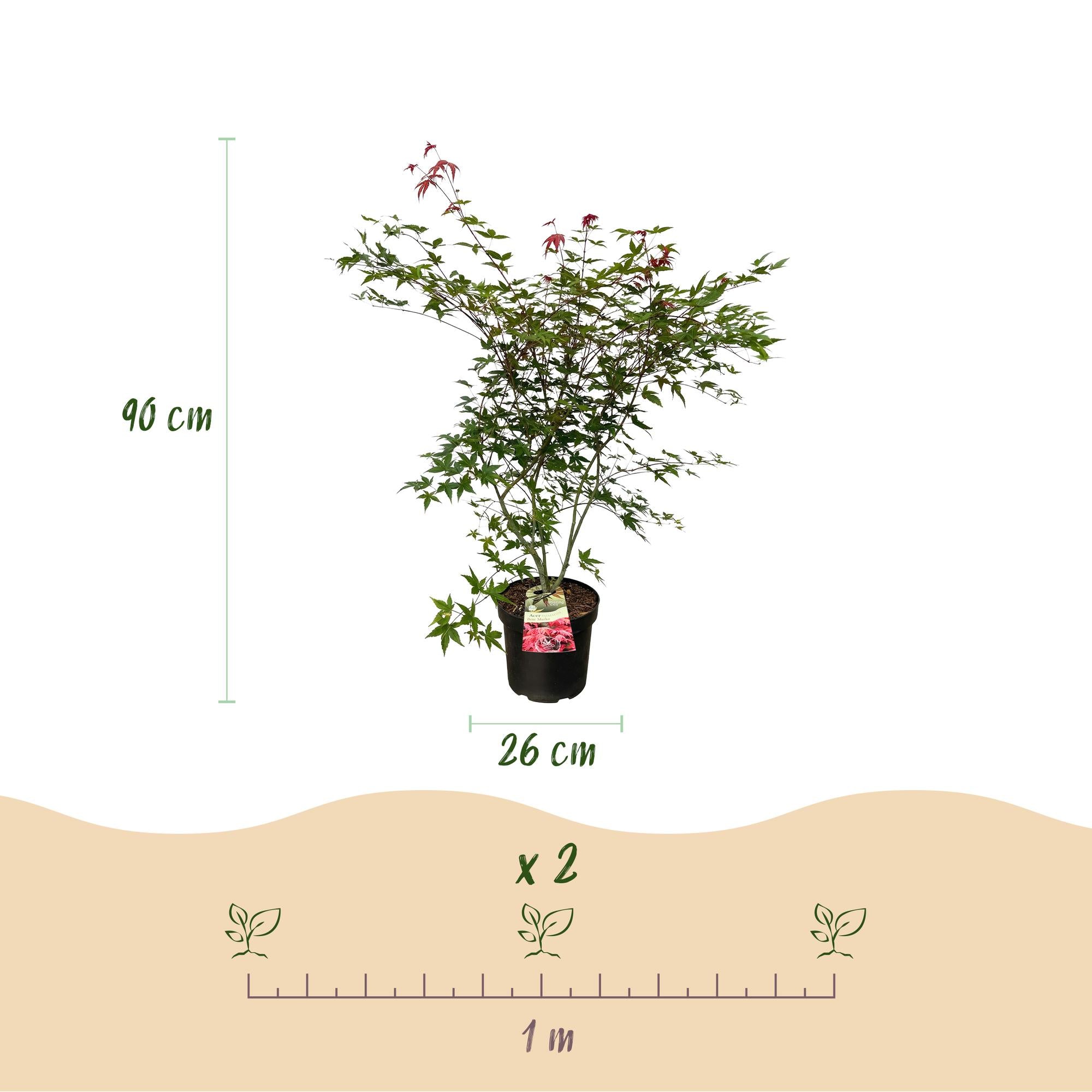 Acer palmatum Beni Maiko - Japanse Esdoorn - Bladverliezend - Rood - 1 - Pot 26cm - Hoogte 90cm