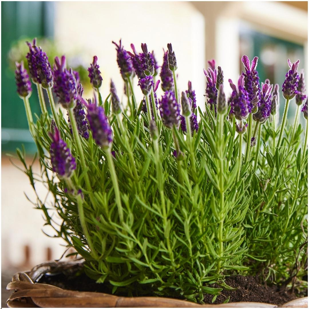 Lot de 6 Lavandula stoechas Anouk® - Pot de 12 cm - Lot de 6 lavandes françaises