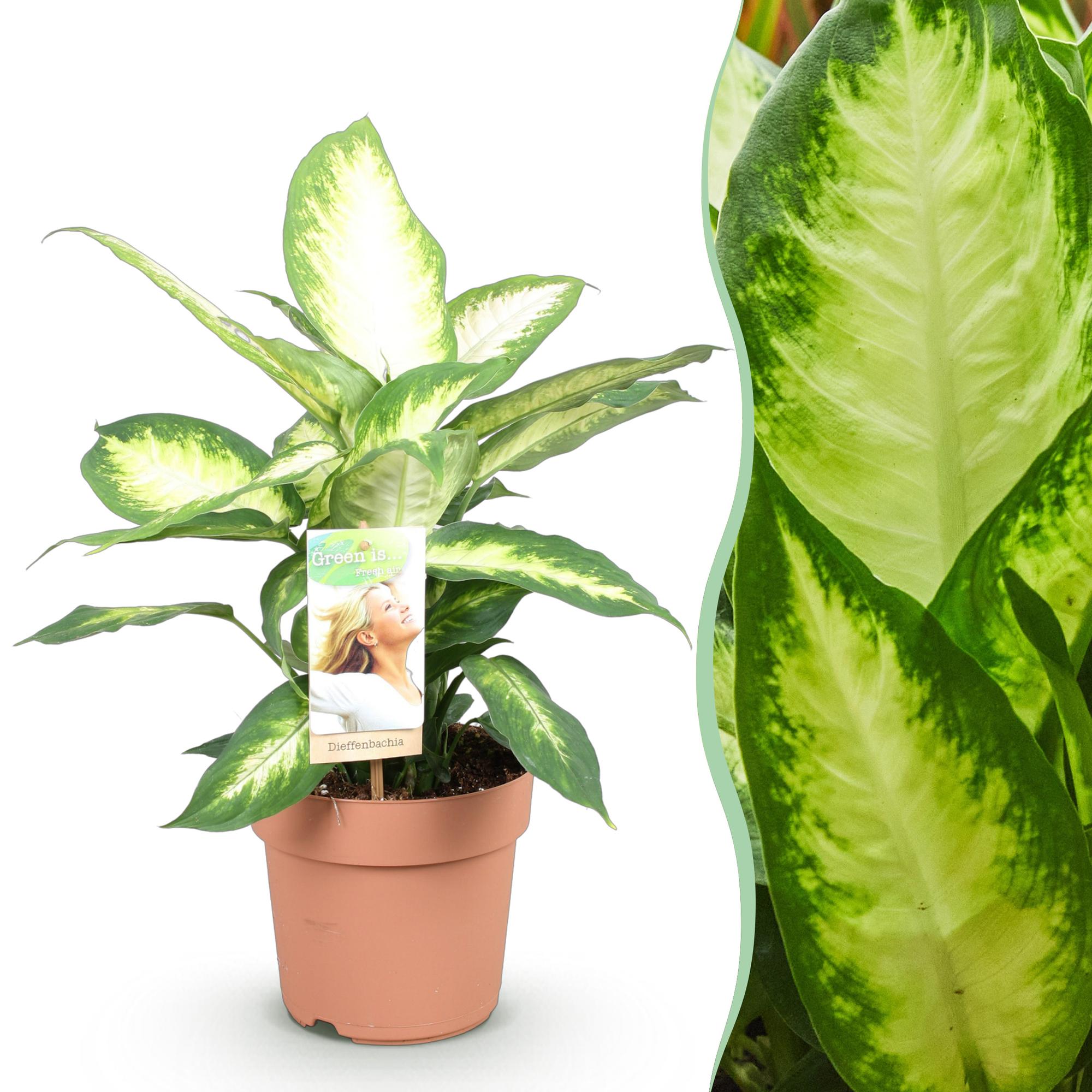 Diefenbachia Camilla - Weinig onderhoud - Groen - 1 Plant - Pot 17cm - Hoogte 45-50cm