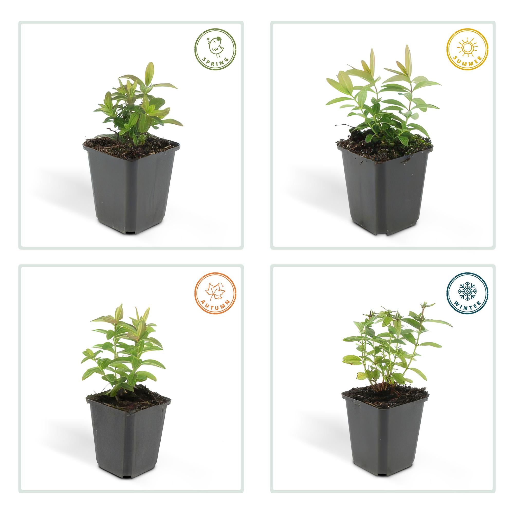 48x Hipérico calycinum - ↕10-25cm - Ø9cm