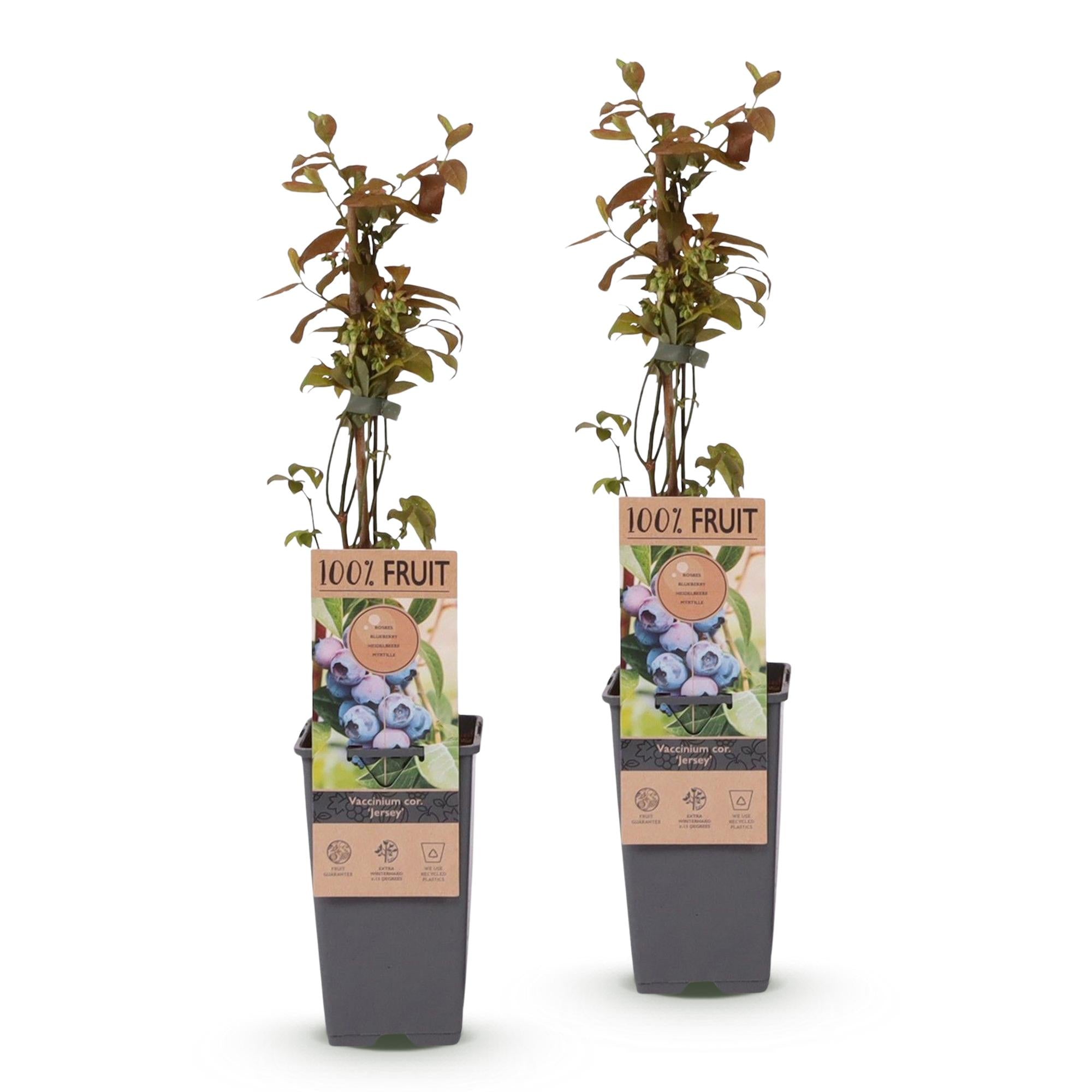 Vaccinium corymbosum Jersey - Bosbes - Winterhard - Blauwe Bes - 2 Planten - Pot 15cm - Hoogte 50cm