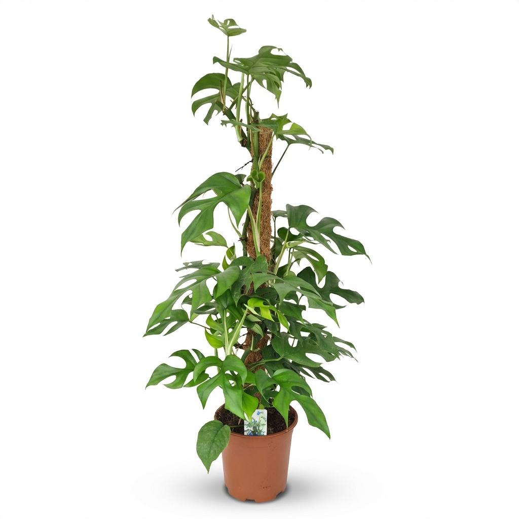 Mini Gatenplant - Monstera Minima Mosstok - Groen - Weinig onderhoud - 1 Plant - Pot 19cm - Hoogte 90cm