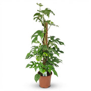 Mini Gatenplant - Monstera Minima Mosstok - Groen - Weinig onderhoud - 1 Plant - Pot 19cm - Hoogte 90cm