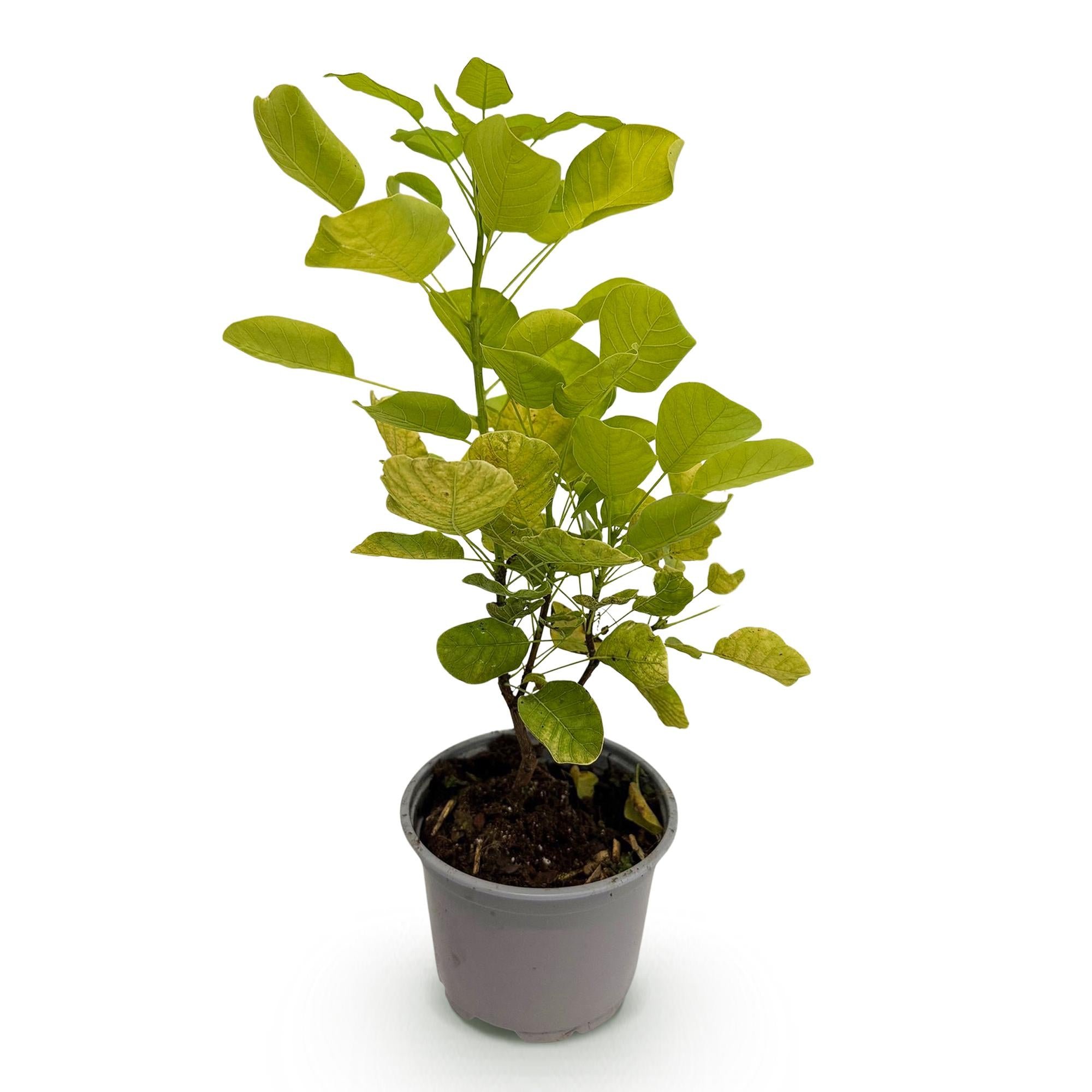 Cotinus coggyria Golden Spirit - Geel - 1 Plant - Bladverliezend - Weinig Onderhoud - Pot 12cm Hoogte 35cm