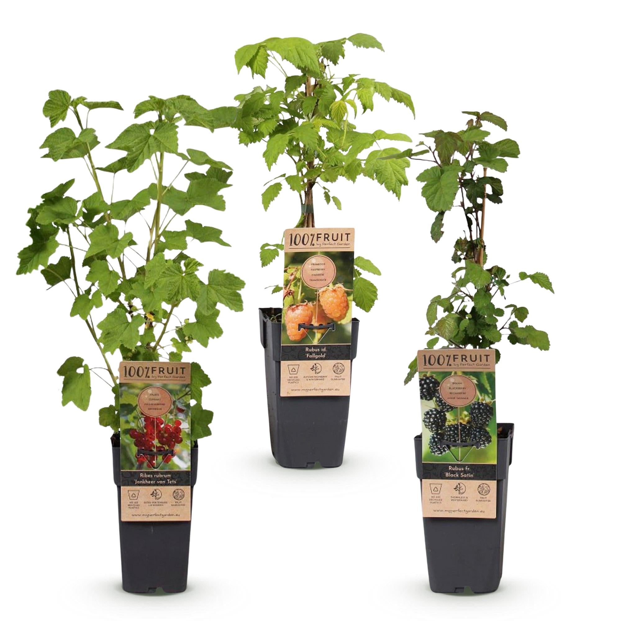 Ribes-Rubes Mix - Tricolour - Winterhard - Rode Bes - Zwarte Braam - Gele Framboos - 3 Planten - Pot 15cm - Hoogte 50cm