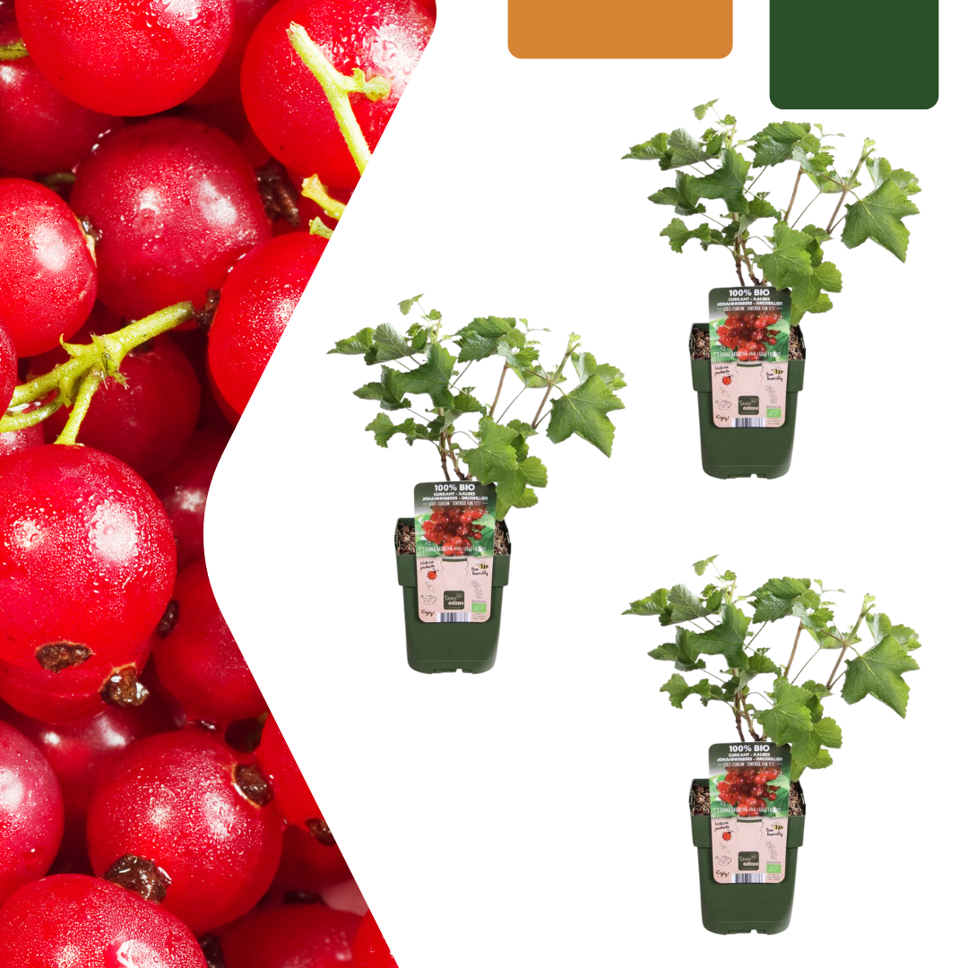 3 plants de groseillier bio - Ø 13 cm - ↨ 20 cm