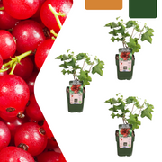 3 plants de groseillier bio - Ø 13 cm - ↨ 20 cm