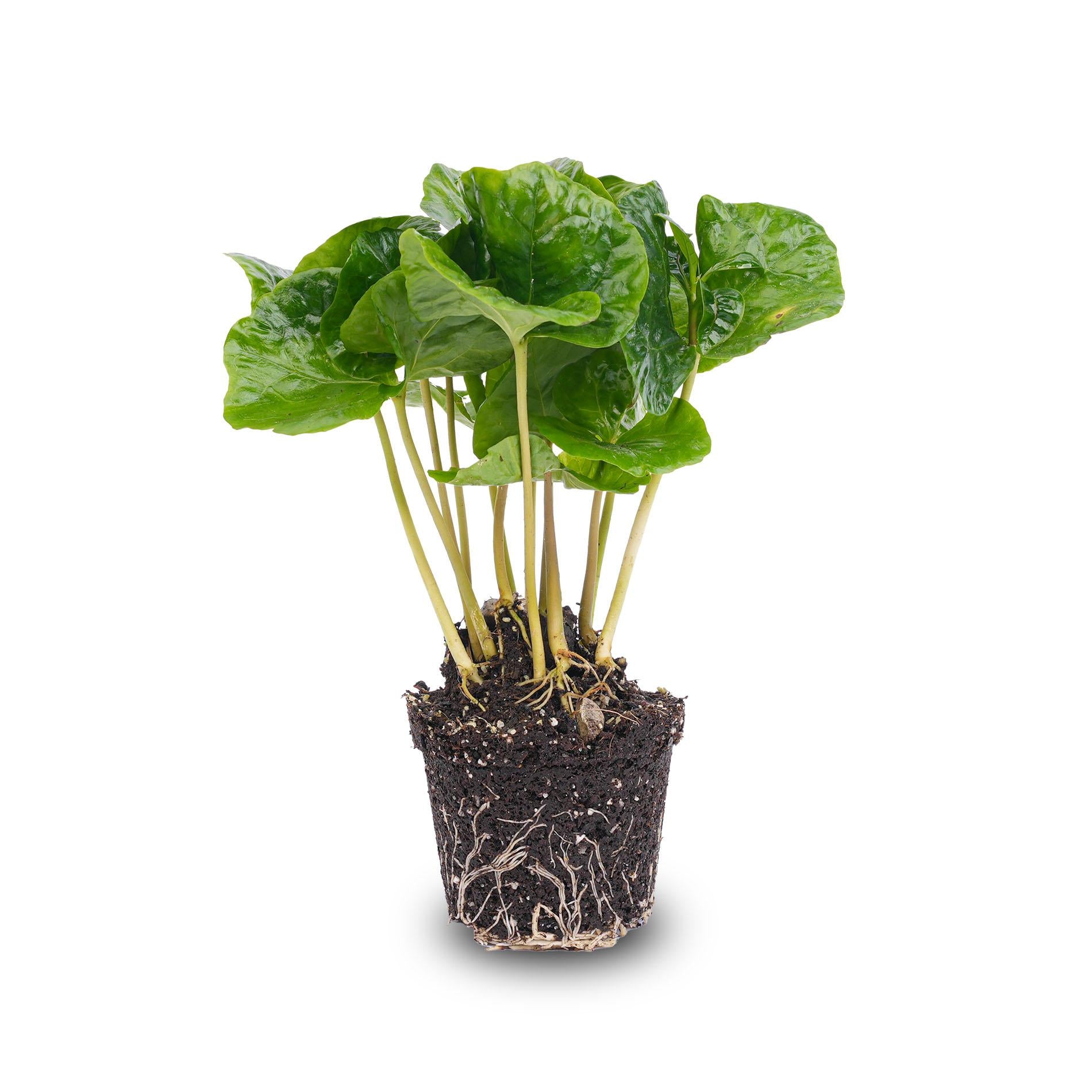 Coffea Arabica - Coffee Plant - Terrarium Plant - Pot Size 6