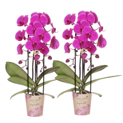 Kolibri Orchids | Combi Deal - 2 Paarse Phalaenopsis Orchideeën Niagara Fall Free Ride - Ø12 cm