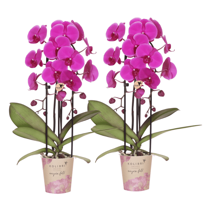 Kolibri Orchids | Combi Deal - 2 Paarse Phalaenopsis Orchideeën Niagara Fall Free Ride - Ø12 cm