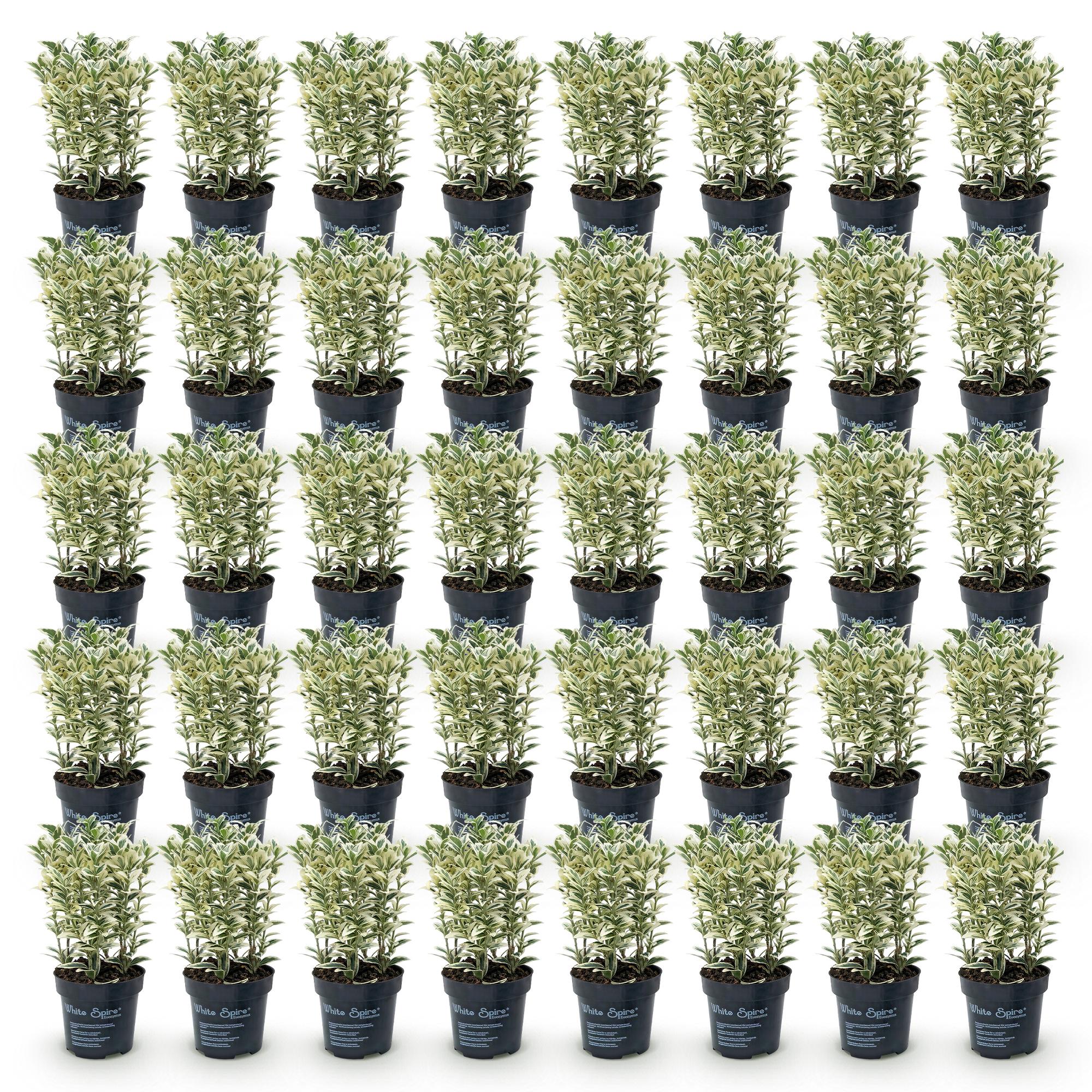 Euonymus japonicus White Spire - 40x Kardinaalsmuts - Haagplanten - Groenblijvend - Wit - Groen - Pot 9cm - Hoogte 20-30cm