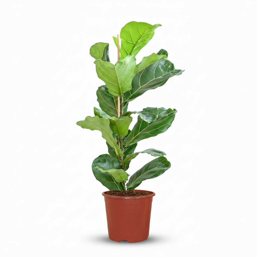 Vioolbladplant - Ficus Lyrata - Groen - Weinig onderhoud - 1 Plant - Pot 21cm - Hoogte 75 - 85cm