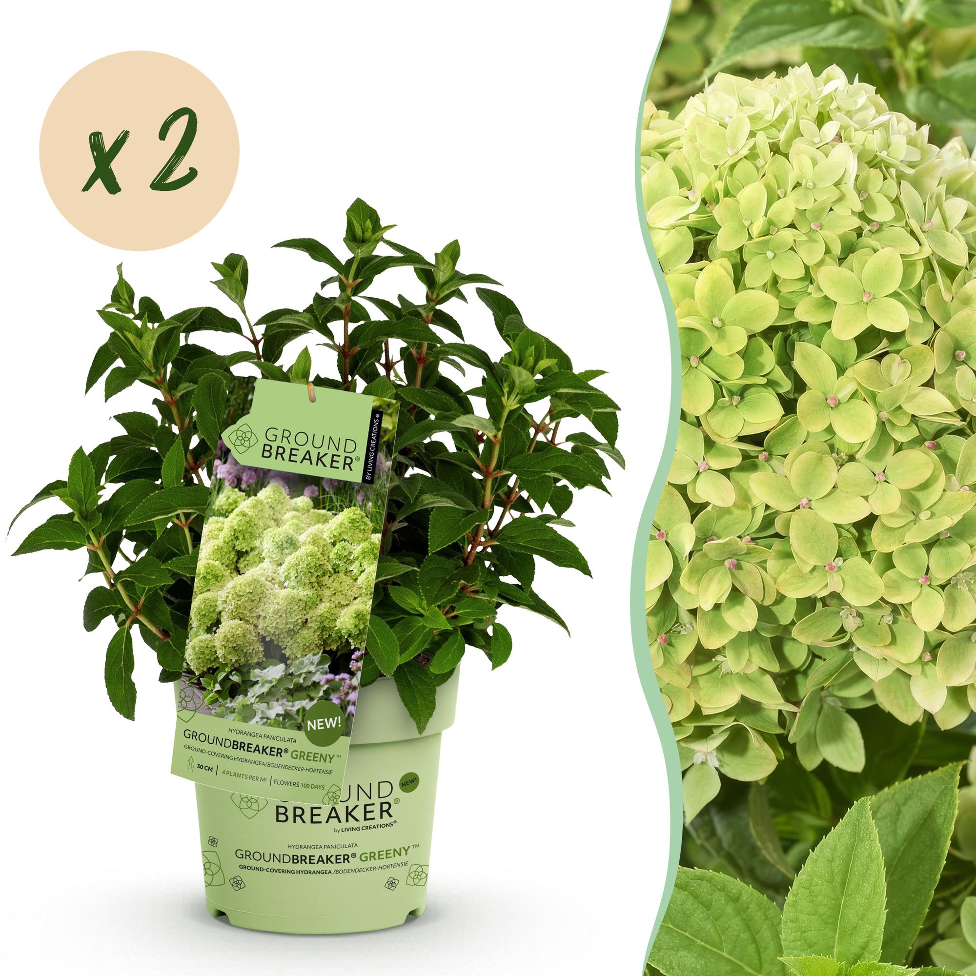 Hydrangea panniculata Groundbreaker Greeny - Pluimhortensia - Winterhard - Creme - 2 Planten - Pot 14cm -Hoogte 20-25cm