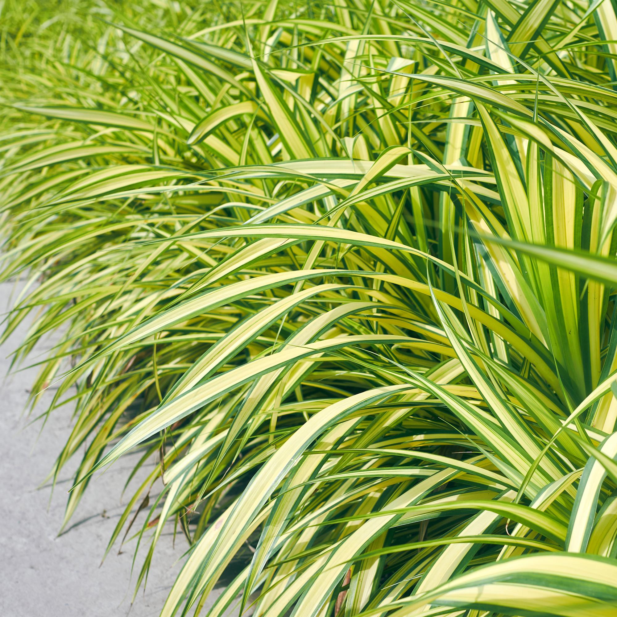 Green boutiQ – Ziergräser – Carex oshimensis Evergold – Gelb & Grün – 2 Pflanzen – Immergrün – Pflegeleicht – Topf 17 cm, Höhe 50 cm